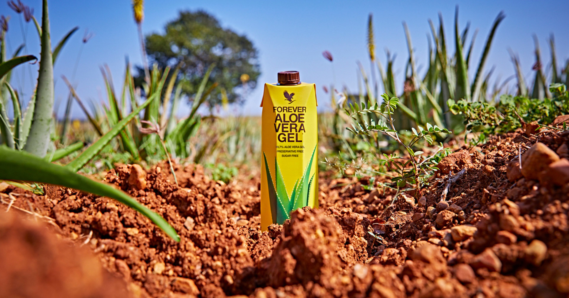 Forever Living Aloe Vera Gel Drinks
